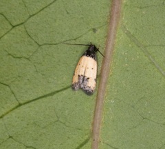 Tyrolimnas anthraconesa