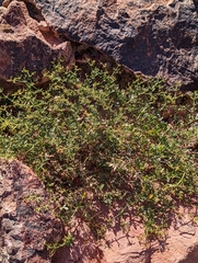 Fagonia laevis