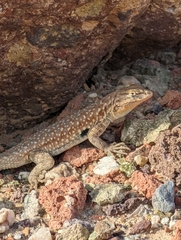 Uta stansburiana elegans