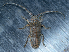Rhytiphora neglecta