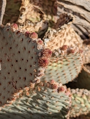 Opuntia basilaris