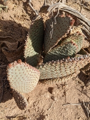 Opuntia basilaris