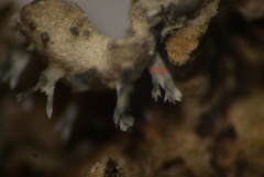 Physconia enteroxantha