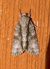 Image of Acronicta connecta