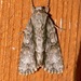 Acronicta connecta - Photo (c) Laura Gaudette, μερικά δικαιώματα διατηρούνται (CC BY), uploaded by Laura Gaudette