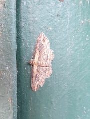 Chloroclystis filata