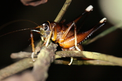 Penalva flavocalceata