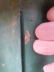 Chloroclystis filata