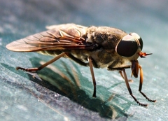 Tabanus bromius