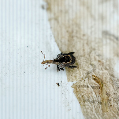 Stephanorhynchus crassus