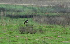Geranoaetus albicaudatus
