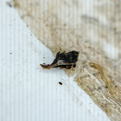 Stephanorhynchus crassus