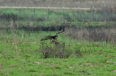 Geranoaetus albicaudatus