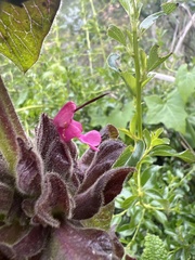 Salvia spathacea