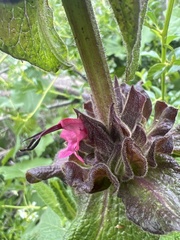 Salvia spathacea