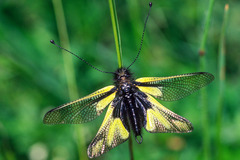 Libelloides coccajus