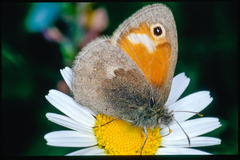 Coenonympha pamphilus
