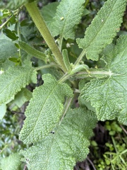 Salvia spathacea