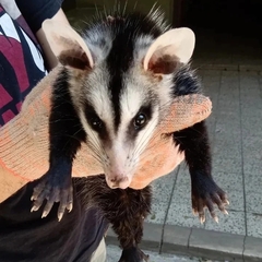 Didelphis albiventris