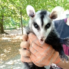 Didelphis albiventris