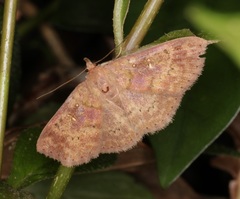 Sarobides inconclusa