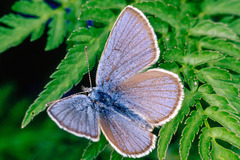 Cyaniris semiargus