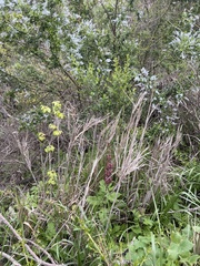 Salvia spathacea
