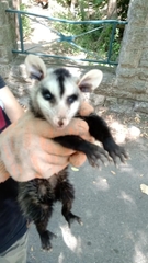 Didelphis albiventris