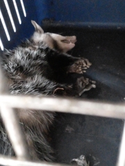 Didelphis albiventris