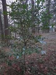 Prunus lusitanica