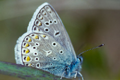 Polyommatus thersites