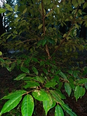 Prunus lusitanica