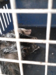 Didelphis albiventris