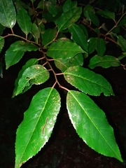 Prunus lusitanica