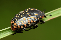 Oxythyrea marginalis