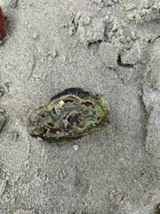 Sypharochiton pelliserpentis