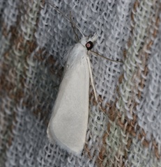 Scirpophaga