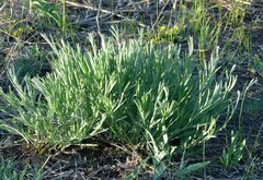 Jurinea stoechadifolia