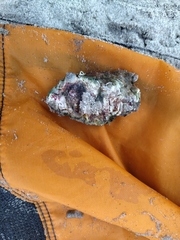 Sypharochiton pelliserpentis