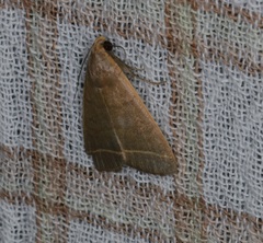 Simplicia cornicalis