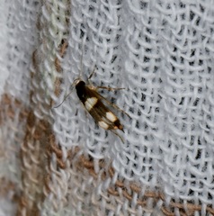 Stathmopoda paradiplaspis