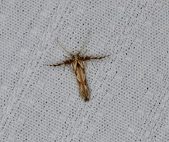 Stathmopoda stimulata