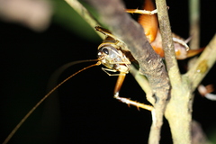 Penalva flavocalceata