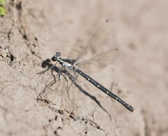 Austroargiolestes calcaris