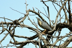 Ixobrychus sturmii