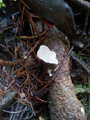 Fuscopostia fragilis