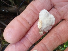 Fuscopostia fragilis