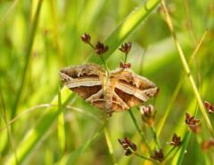 Chrysolarentia conifasciata