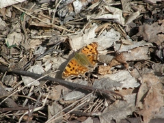 Polygonia c-album