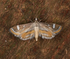 Strepsinoma croesusalis